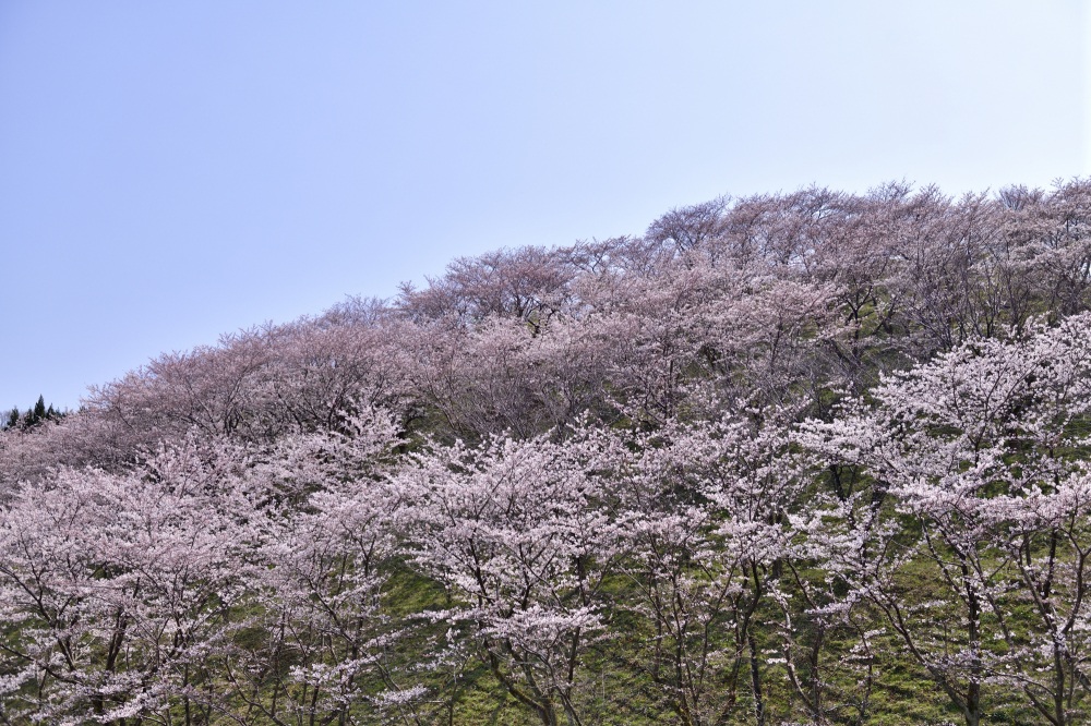 石川県教員総合研修センター-桜