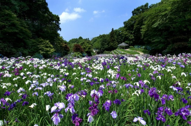石川県　花菖蒲の名所特集！
